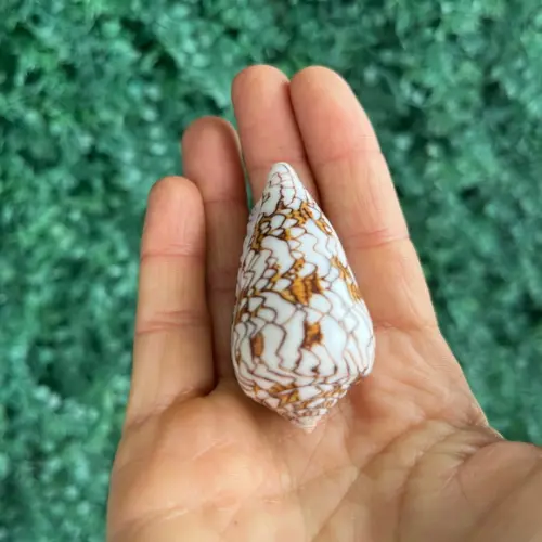 Conus 03