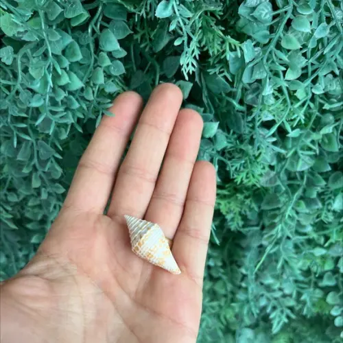 Conus Acutangulus
