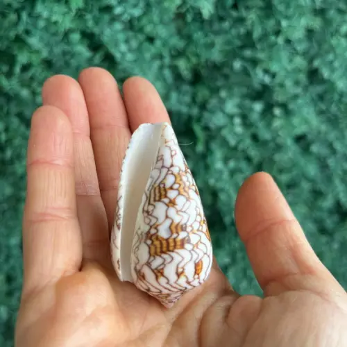 Conus 03