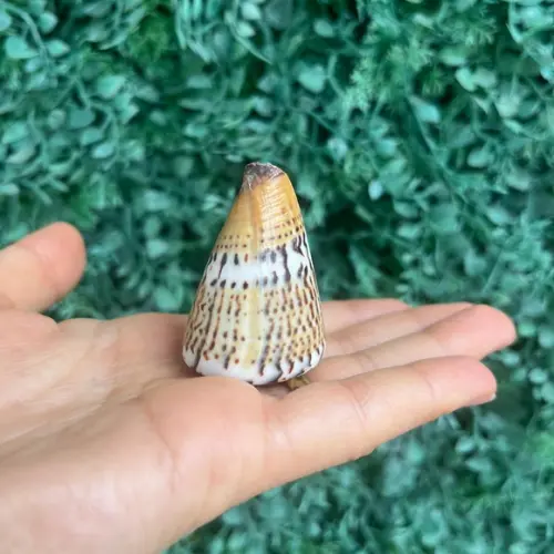 Conus Capitaneus Concha do Mar Cod 01