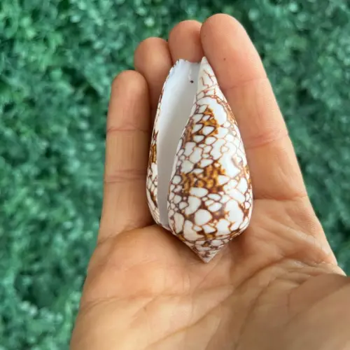 Conus 02