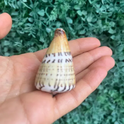 Conus Capitaneus Concha do Mar Cod 2