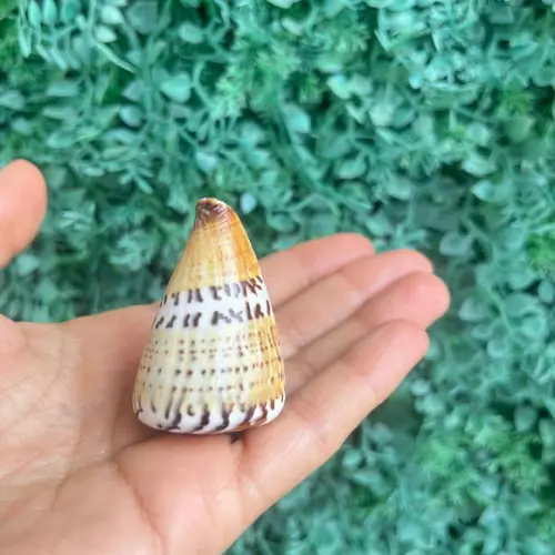 Conus Capitaneus Concha do Mar Cod 2