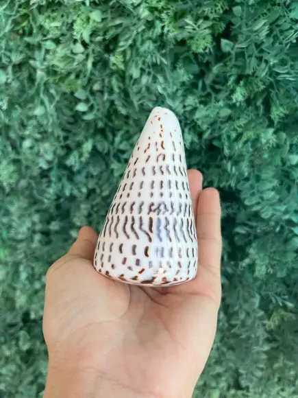 Conus Concha do Mar Cod 01