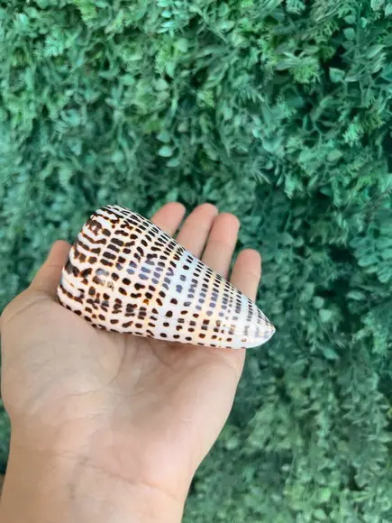 Conus Concha do Mar Cod 02