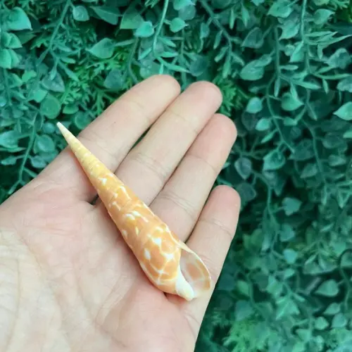 Conus Concha do Mar Cod 34