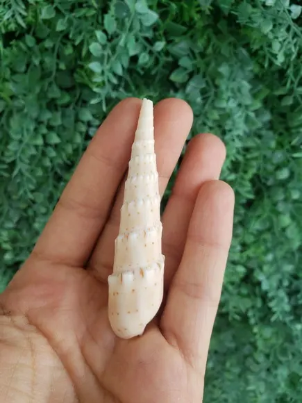 Conus Concha do Mar Cod 32