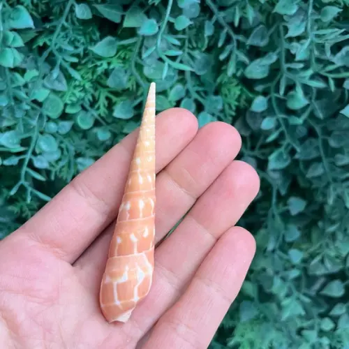 Conus Concha do Mar Cod 34
