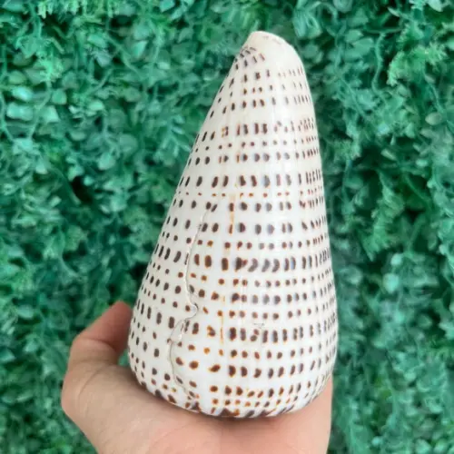 Conus Concha do Mar Cod 90