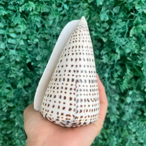 Conus Concha do Mar Cod 90