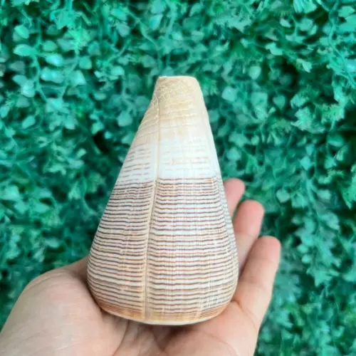 Conus Concha do Mar Cod 94