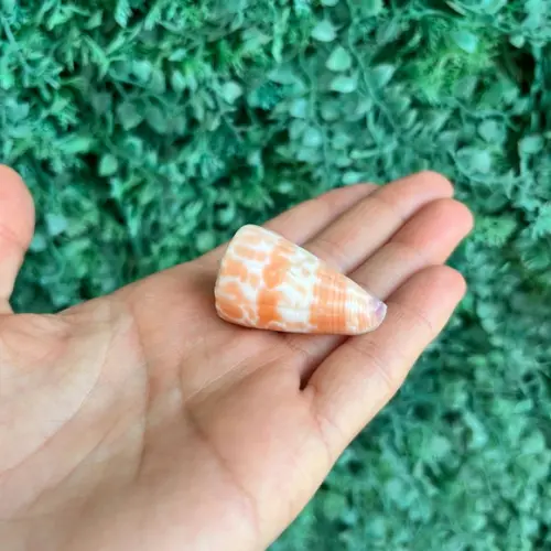 Conus Tessulatus 01