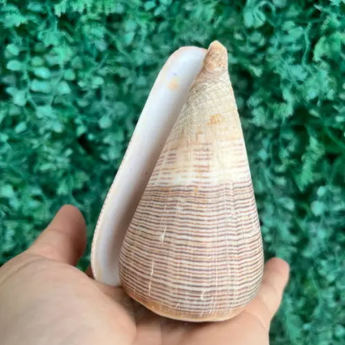 Conus Concha do Mar Cod 94