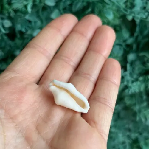 Cyphoma
