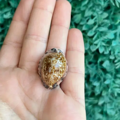 Cypraea Arabicula Lamark Cod 15