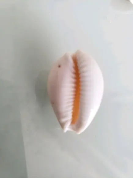 Cypraea Acicularis