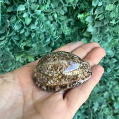 Cypraea Arabica Cod 01
