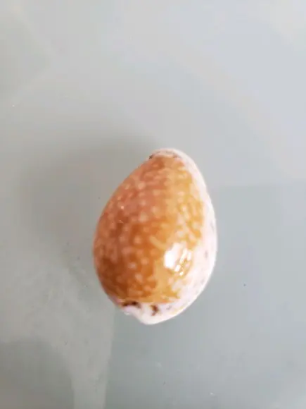 Cypraea Acicularis