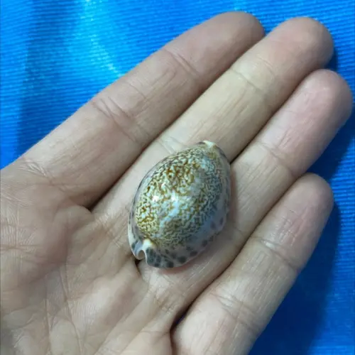 Cypraea Arabicula Lamark Cod 01