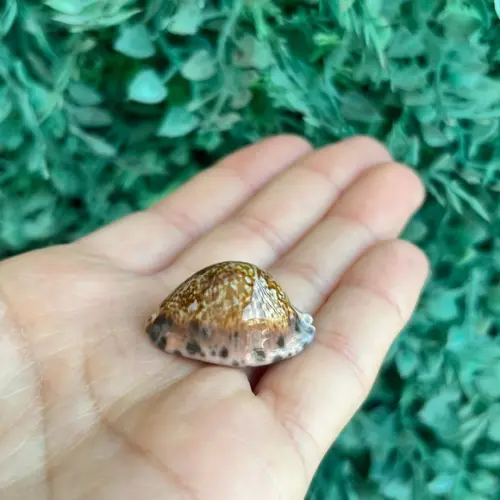Cypraea Arabicula Lamark Cod 15