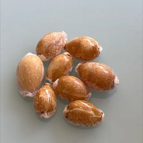 Cypraea Acicularis