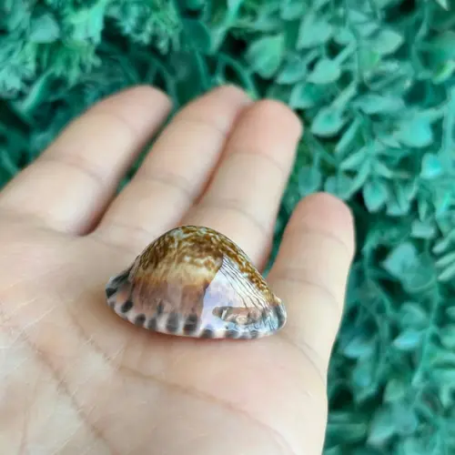 Cypraea Arabicula Lamark Cod 15