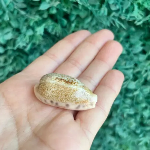 Cypraea Caurica 1758 Cod 31