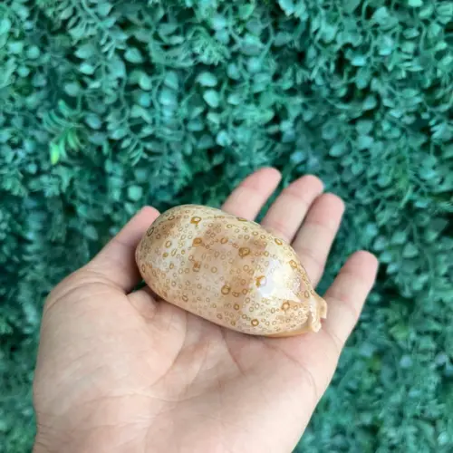 Cypraea Argus 01