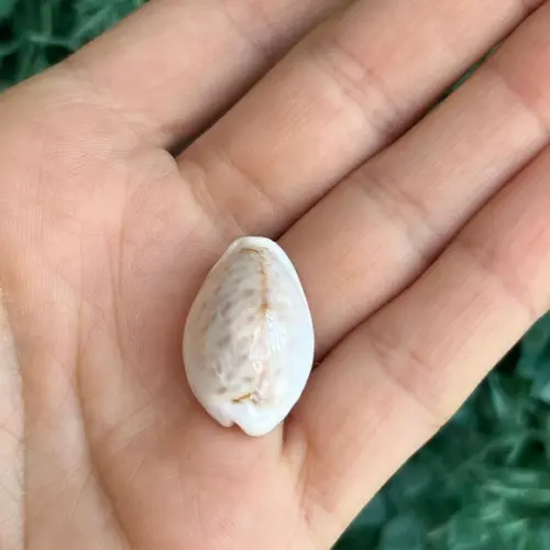 Cypraea Boivinii Kiener, 1843 Cod 28
