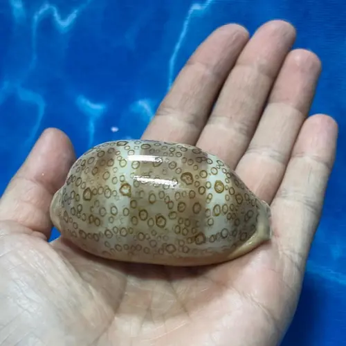 Cypraea Argus 06