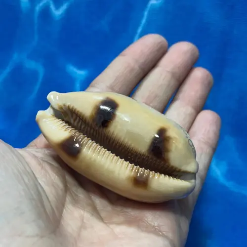 Cypraea Argus 06