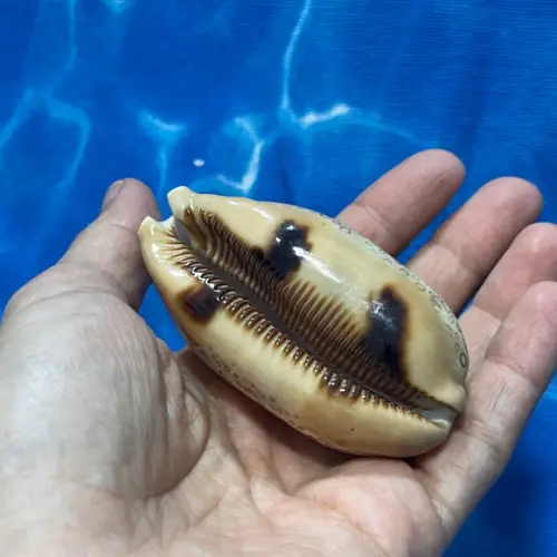 Cypraea Argus 05