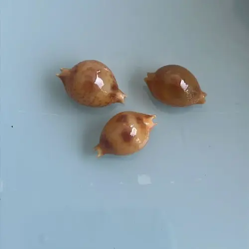 Cypraea Bistrinotata Schilder 1 Unidade