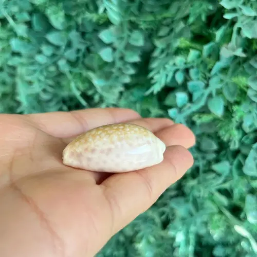 Cypraea Chinensis 03
