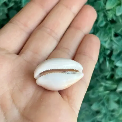 Cypraea Cinera 1993 Cod 11