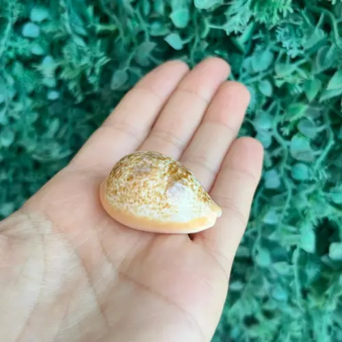 Cypraea Caurica 1758 Cod 32