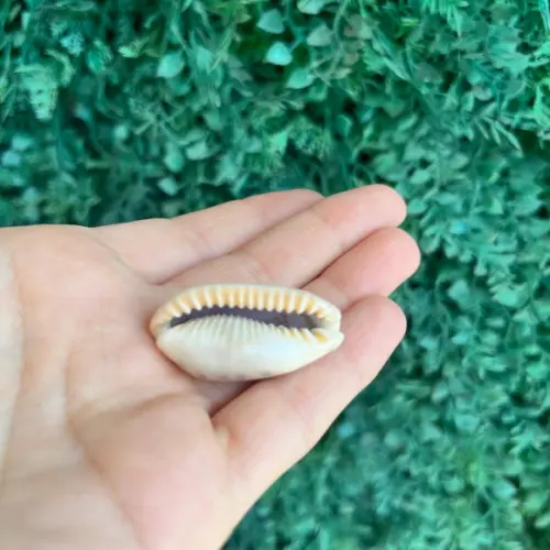 Cypraea Caurica 1758 Cod 32