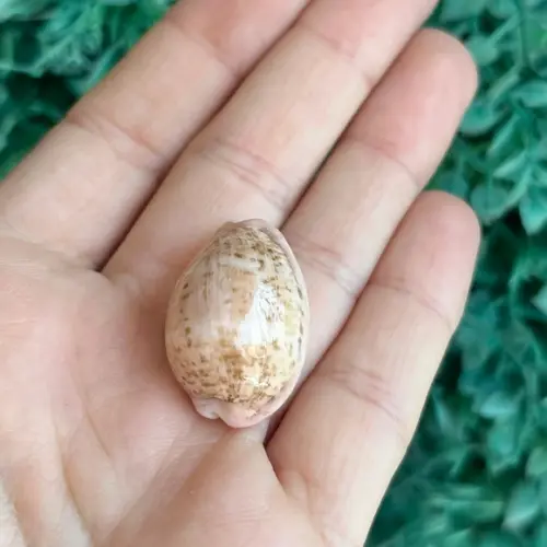 Cypraea Cinera 1993 Cod 11