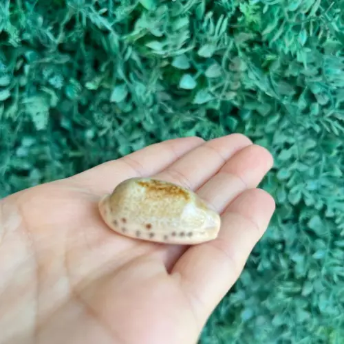 Cypraea Caurica 1758 Cod 32