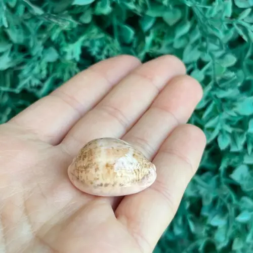 Cypraea Cinera 1993 Cod 11