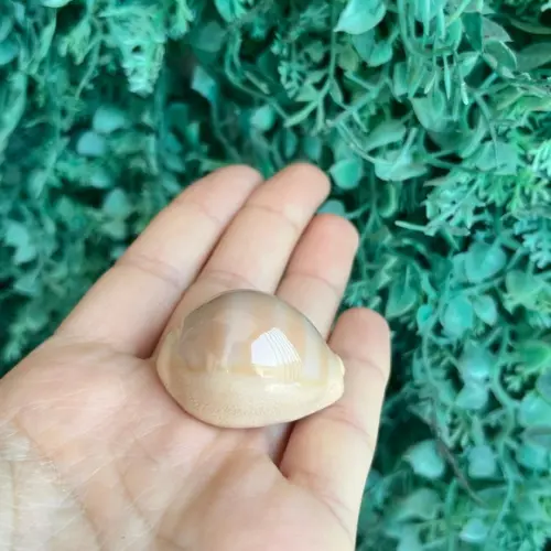 Cypraea Cod 24