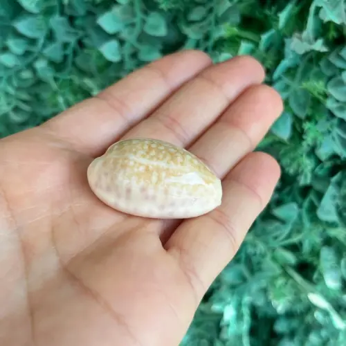 Cypraea Chinensis 03