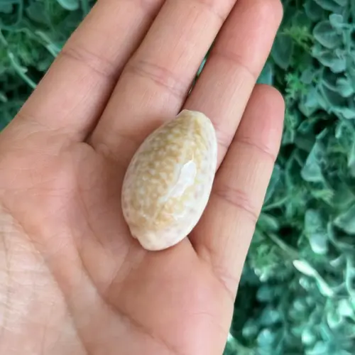 Cypraea Chinensis 03