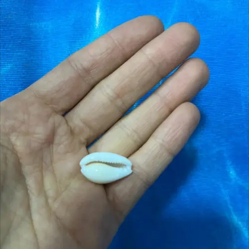 Cypraea Cribraria l 1758