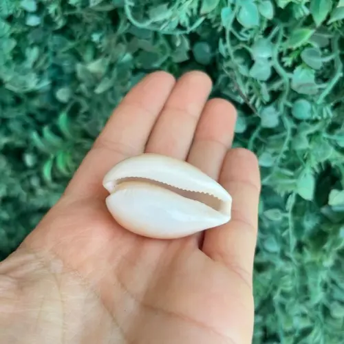 Cypraea Cypraea Achatada Inopinata 1930 Cod 22