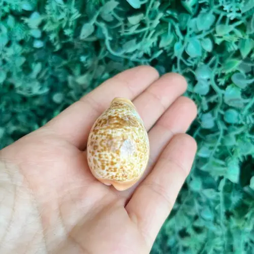 Cypraea Cypraea Achatada Inopinata 1930 Cod 22