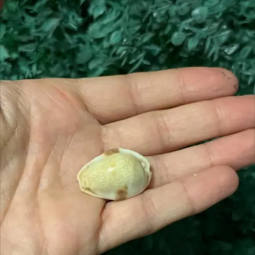 Cypraea Erosa Similis Gmelin 1791 Cod38