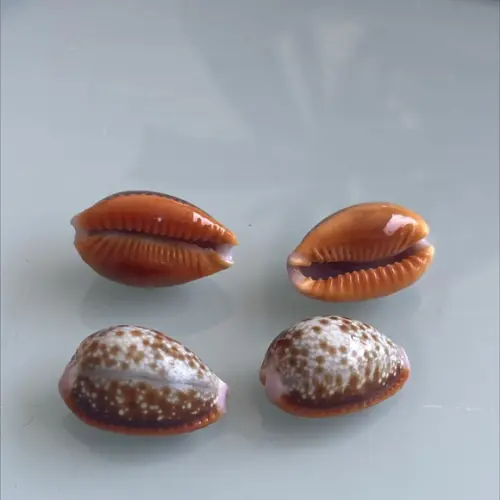 Cypraea Helvola Linnaeus, 1758