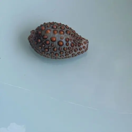 Cypraea Janneria Pustulata