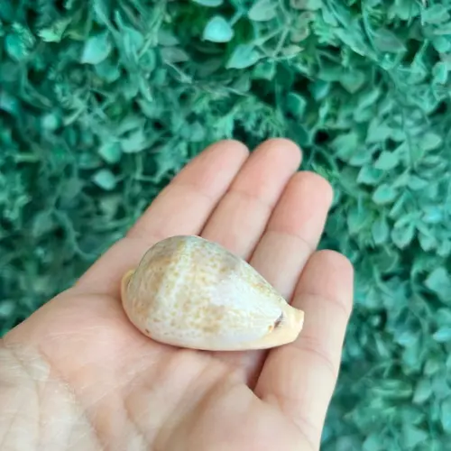 Cypraea Hungerfordi Sowerby 1888 Cod 27